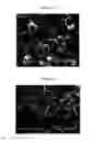 Fig. 21 - SPRAY-DRIED COLLECTIN COMPOSITIONS AND PROCESS FOR PREPARING THE SAME