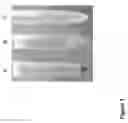 Fig. 02 - Microalgal polysaccharide compositions
