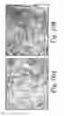 Fig. 18 - COMPOSITIONS AND METHODS FOR THE TREATMENT OF CANCER