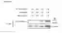 Fig. 06 - Therapy of autoimmune colitis using a TIP60 inhibitor