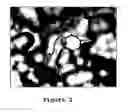 Fig. 03 - ANTI-INFLUENZA AGENTS