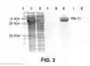 Fig. 03 - Monodisperse random coil proteins and bioconjugates thereof