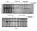 Fig. 06 - Method for extracting recombinant human serum albumin from transgenic rice grain
