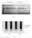 Fig. 07 - Method for extracting recombinant human serum albumin from transgenic rice grain