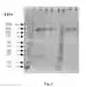 Fig. 03 - PROCESS FOR THE PURIFICATION OF FC-CONTAINING PROTEINS