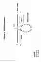 Fig. 05 - Conjugates and compositions for cellular delivery