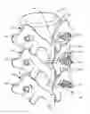 Fig. 01 - LOW PROFILE SPINAL PROSTHESIS INCORPORATING A CANNULATED BONE ANCHOR HAVING A DEFLECTABLE POST AND A COMPOUND SPINAL ROD