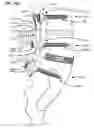 Fig. 37 - LOW PROFILE SPINAL PROSTHESIS INCORPORATING A CANNULATED BONE ANCHOR HAVING A DEFLECTABLE POST AND A COMPOUND SPINAL ROD