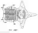 Fig. 20 - Push-in interbody spinal fusion implants for use with self-locking screws