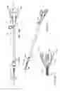 Fig. 02 - URETHRAL ANASTOMOSIS DEVICE