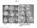 Fig. 12 - Agronomically elite lettuce with quantitative resistance