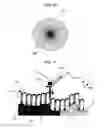 Fig. 11 - Scanning probe microscope and method of observing sample using the same