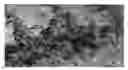 Fig. 01 - Apple tree rootstock named 'G.890'