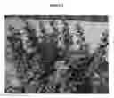 Fig. 03 - Apple tree rootstock named 'G.890'