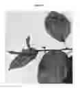 Fig. 04 - Apple tree rootstock named 'G.890'