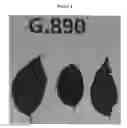 Fig. 05 - Apple tree rootstock named 'G.890'