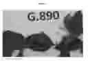 Fig. 06 - Apple tree rootstock named 'G.890'