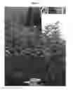 Fig. 03 - Apple tree rootstock named 'G210'