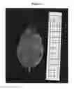 Fig. 04 - Apple tree rootstock named 'G210'