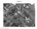 Fig. 05 - Apple tree rootstock named 'G210'