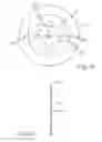 Fig. 12 - Device for concealing a plate associated with overflow plumbing
