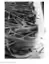 Fig. 12 - Methods for vegetative propagation of grass plants