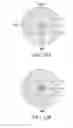 Fig. 27 - Use of vibrational spectroscopy for DNA content inspection