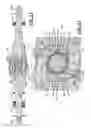 Fig. 07 - Opposed-piston, opposed-cylinder engine with collinear cylinders