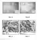 Fig. 08 - PRETREATMENT METHOD OF CELLULOSIC BIOMASS VIA FLOWABILITY CONTROL AND REACTIVE EXTRUSION PROCESS