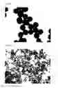 Fig. 06 - Nano-sized melanin particles and method of producing same