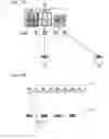 Fig. 12 - Display device