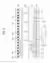 Fig. 03 - Display panel having a polarizing layer and display apparatus having the same