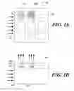 Fig. 02 - Photonic crystal spectrometer