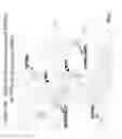 Fig. 10 - Methods of identifying candidate compounds of the human G protein-coupled receptor, GPR50, as modulators of body mass or adiposity