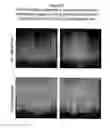 Fig. 13 - Methods of identifying candidate compounds of the human G protein-coupled receptor, GPR50, as modulators of body mass or adiposity