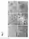 Fig. 02 - PANCREATIC ISLET-LIKE CELLS