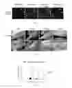Fig. 02 - LAMININS, DERIVATIVES, AND COMPOSITIONS INCLUDING SAME AND METHODS FOR THEIR THERAPEUTIC USE