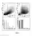 Fig. 04 - Use Of Adipose Tissue Cells For Initiating The Formation Of A Functional Vascular Network