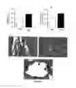 Fig. 05 - Use Of Adipose Tissue Cells For Initiating The Formation Of A Functional Vascular Network