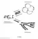 Fig. 08 - Use Of Adipose Tissue Cells For Initiating The Formation Of A Functional Vascular Network