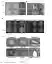 Fig. 04 - Compositions and methods for generating induced pluripotent stem cells