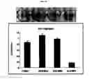 Fig. 04 - Compositions for improving migration potential of stem cells