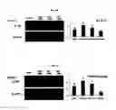Fig. 06 - Compositions for improving migration potential of stem cells