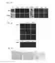 Fig. 02 - Methods and Compositions for Treating Viral Hemorrhagic Fever