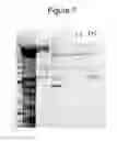 Fig. 06 - Non-cytotoxic protein conjugates