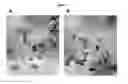 Fig. 03 - Modified antibody compositions, methods of making and using thereof