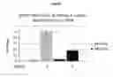 Fig. 09 - Modified antibody compositions, methods of making and using thereof
