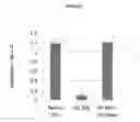 Fig. 14 - Modified antibody compositions, methods of making and using thereof