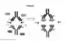 Fig. 36 - Modified antibody compositions, methods of making and using thereof