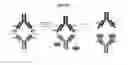 Fig. 37 - Modified antibody compositions, methods of making and using thereof